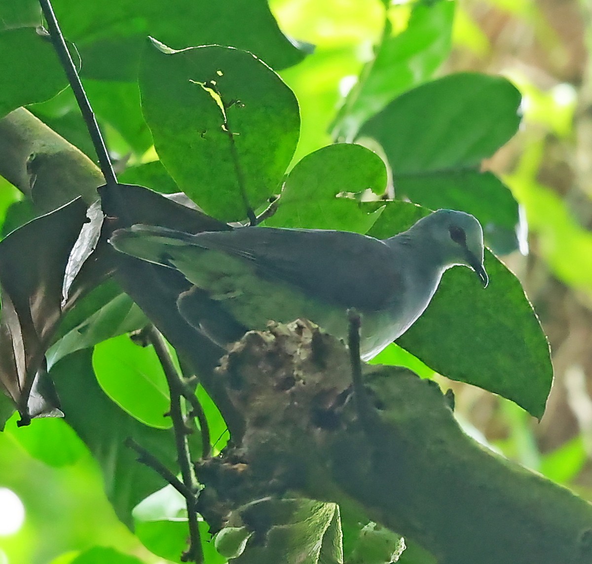 Sao Tome Pigeon - ML630122549