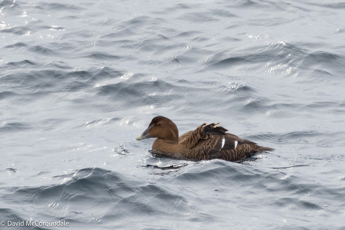 Common Eider - ML630122930