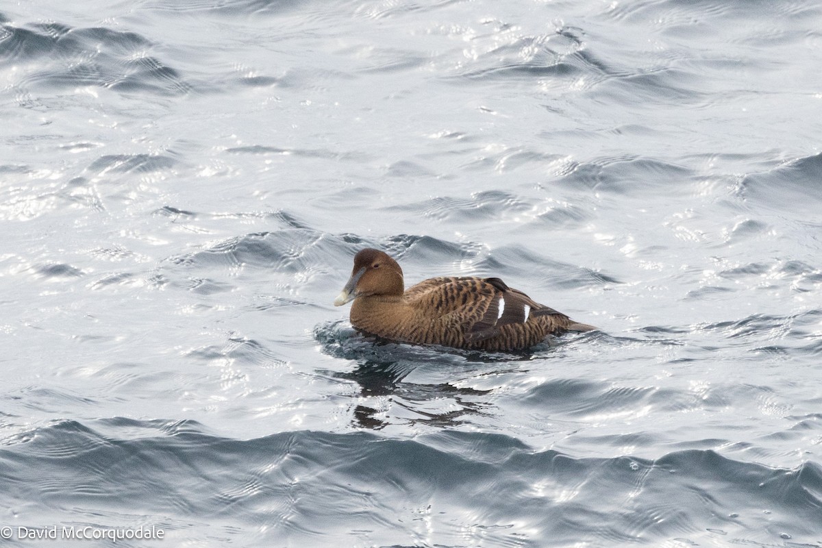 Common Eider - ML630122931