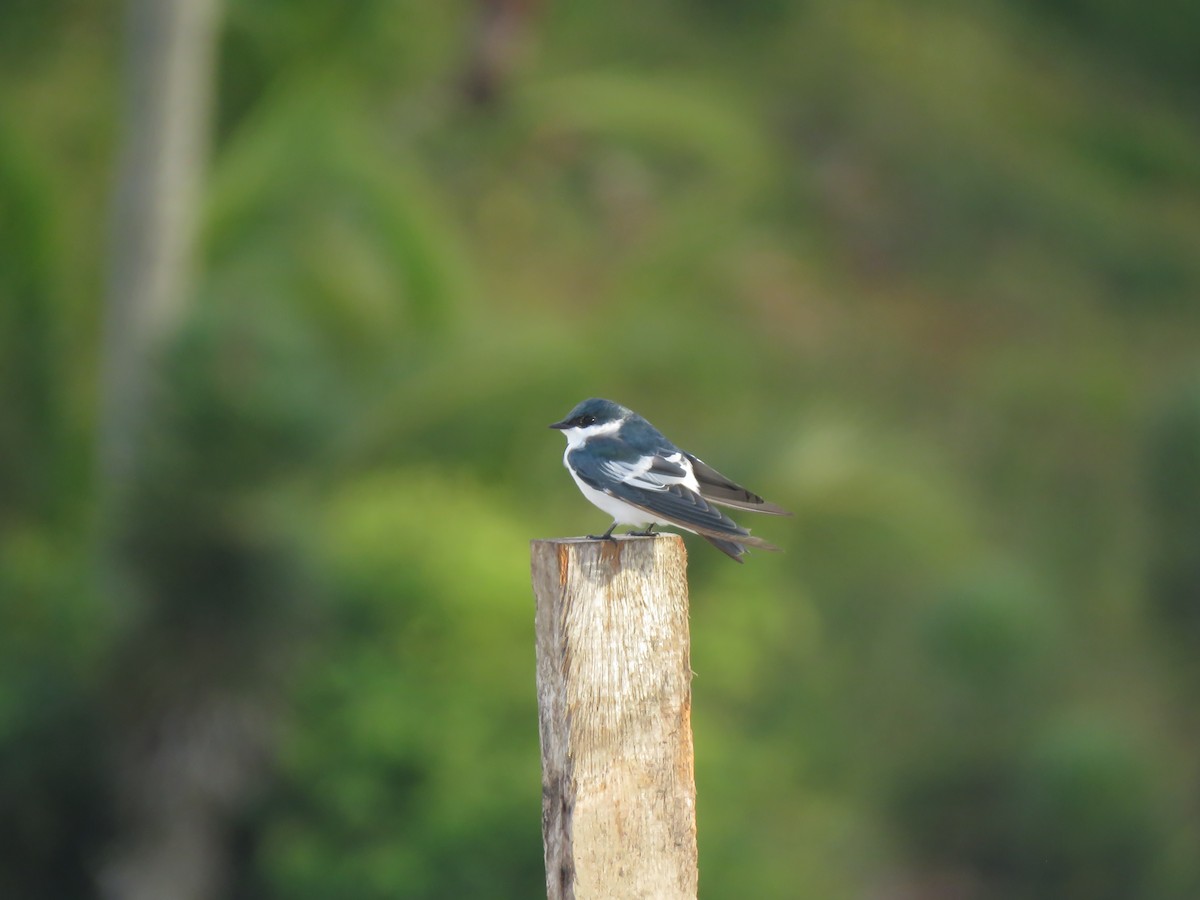 vlaštovka bělobřichá - ML630122935