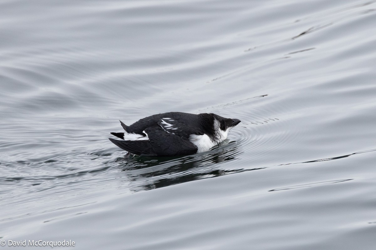 Dovekie - ML630122939