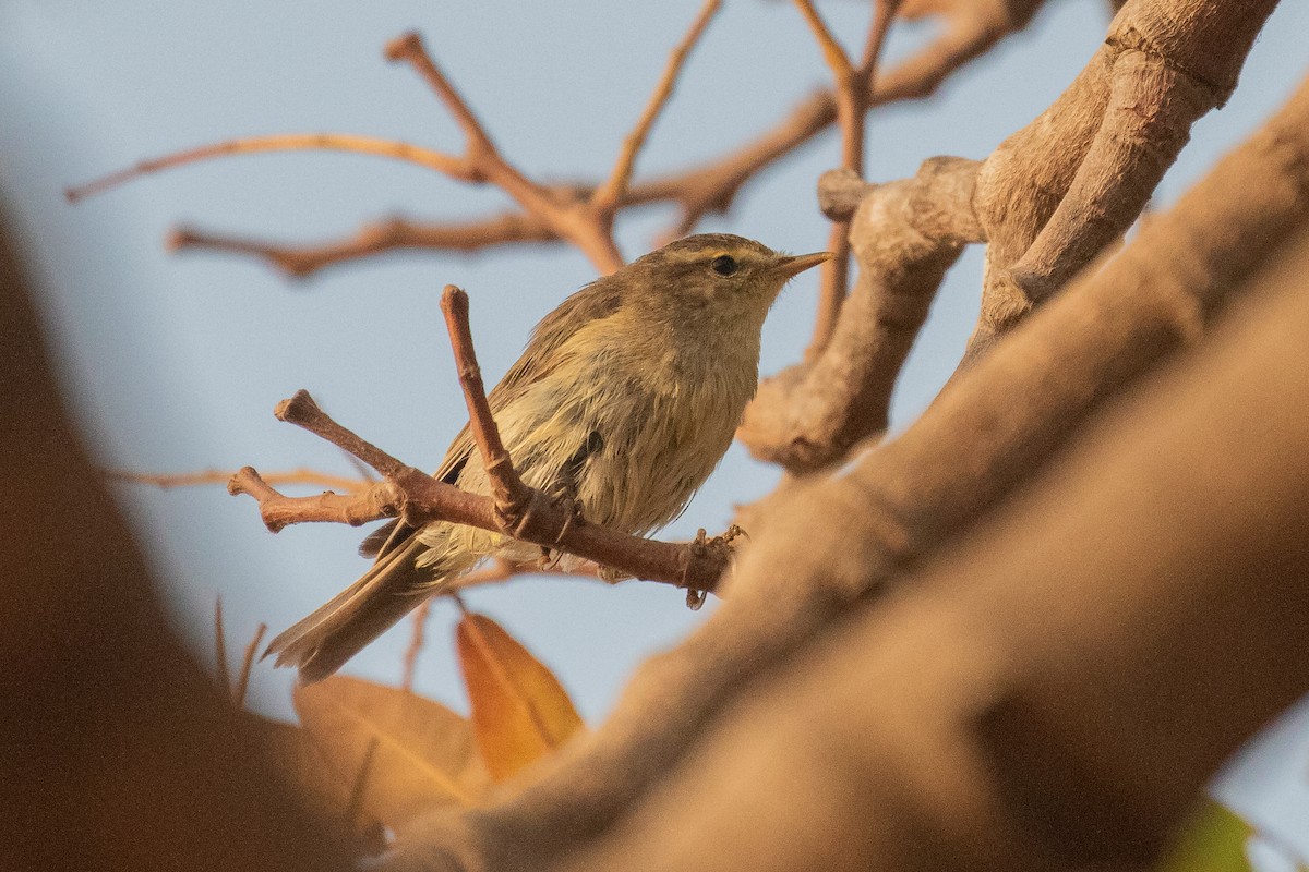 Common Chiffchaff - ML630122948