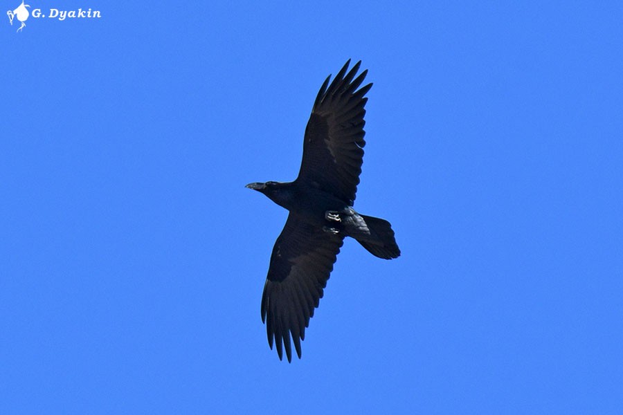 Grand Corbeau - ML630123065