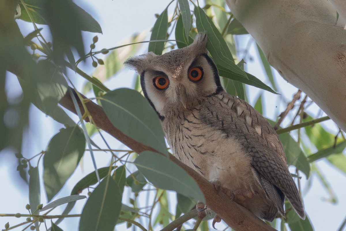 Northern White-faced Owl - ML630123089