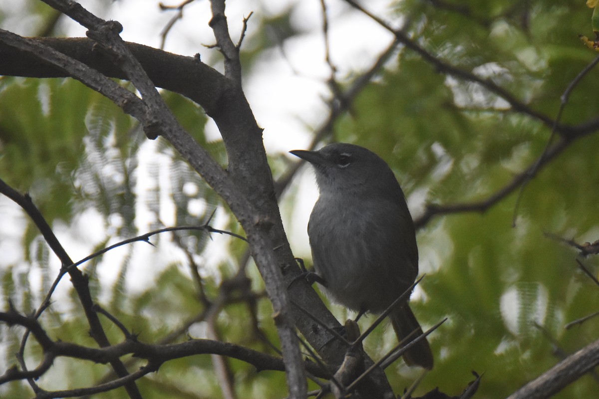 Green-tailed Warbler - ML630123154