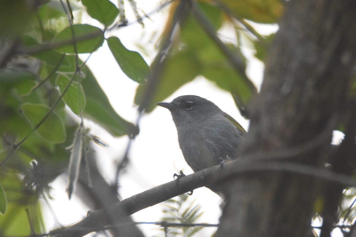 Green-tailed Warbler - ML630123155