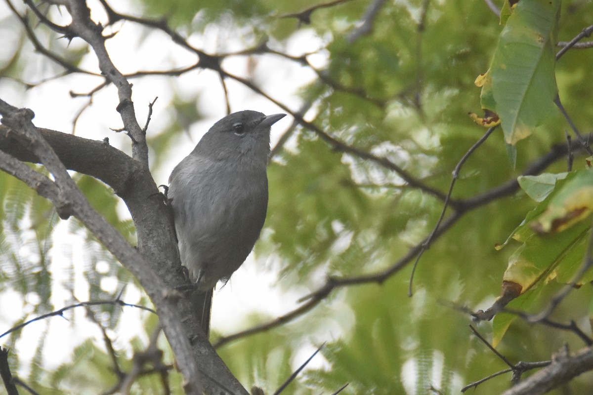 Green-tailed Warbler - ML630123156