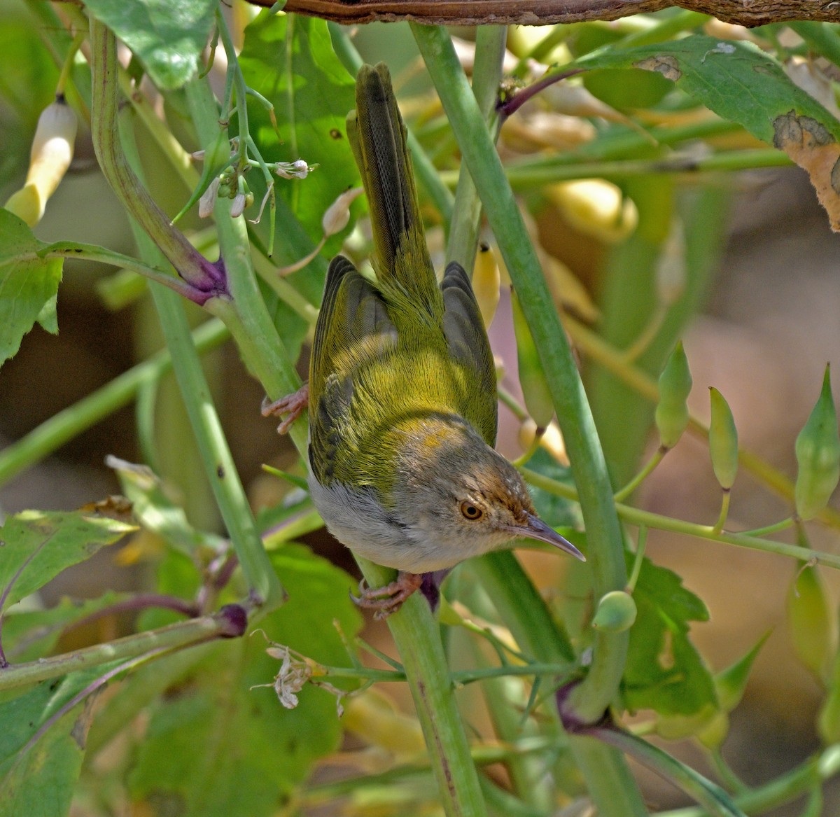 Common Tailorbird - ML630123190