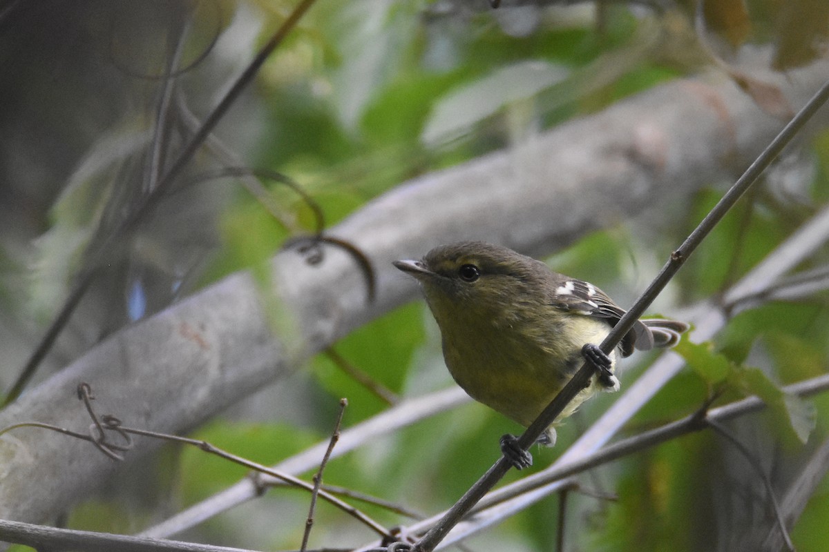 Flat-billed Vireo - ML630123191