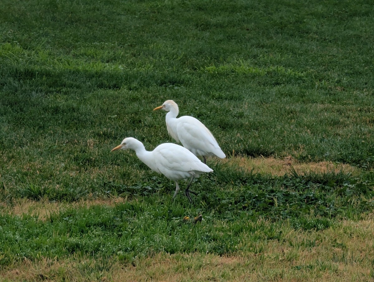 Western Cattle-Egret - ML630123245