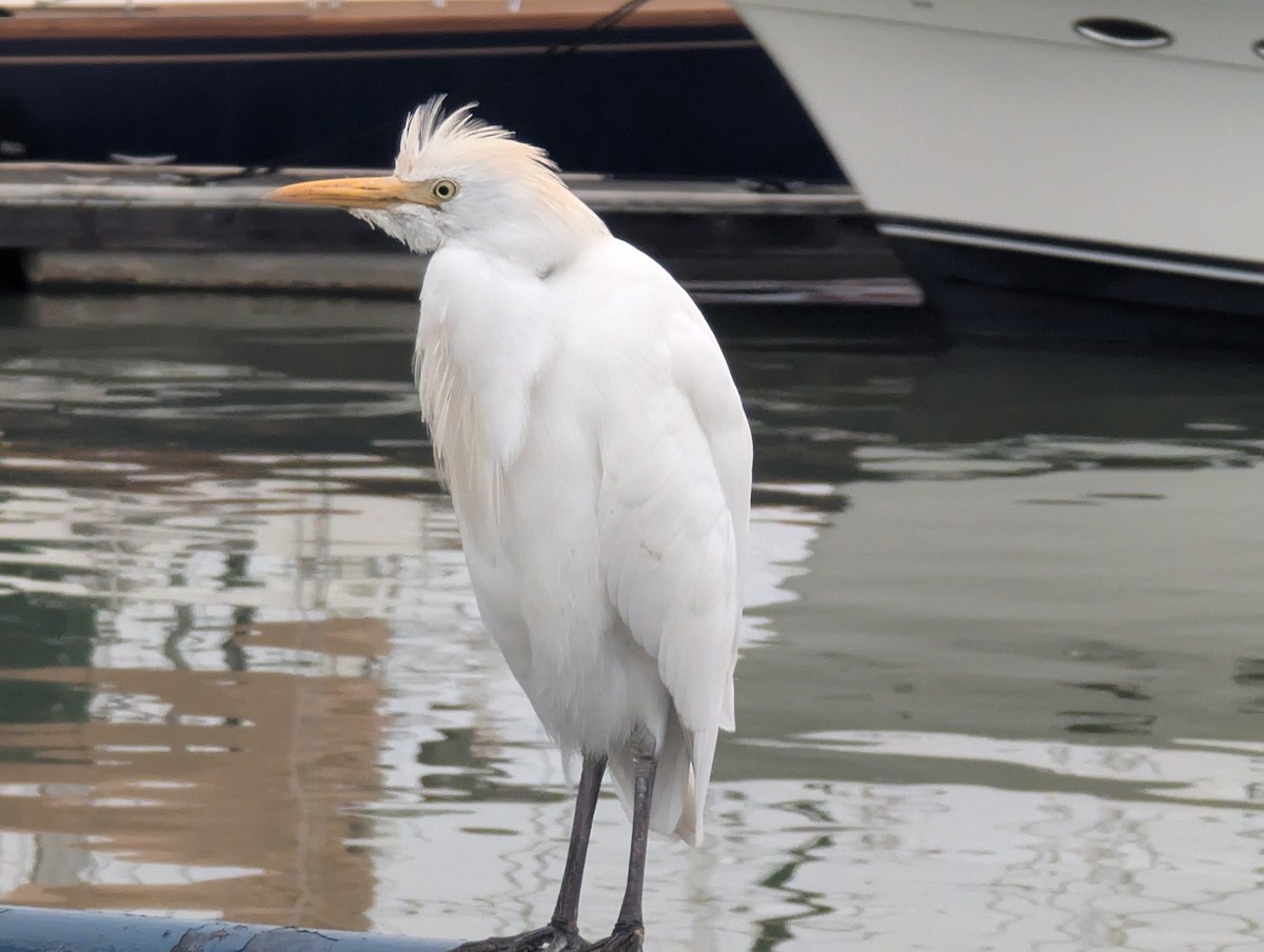 Western Cattle-Egret - ML630123265
