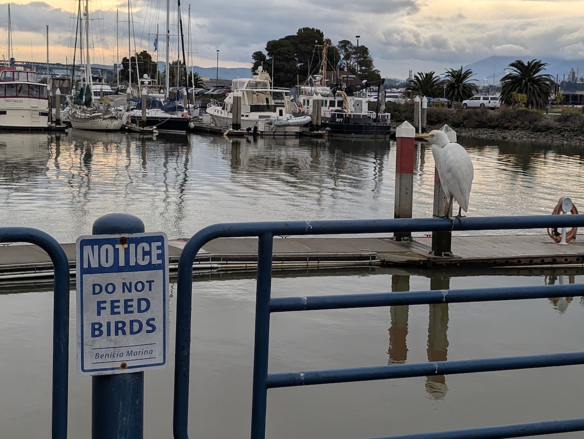 Western Cattle-Egret - ML630123277