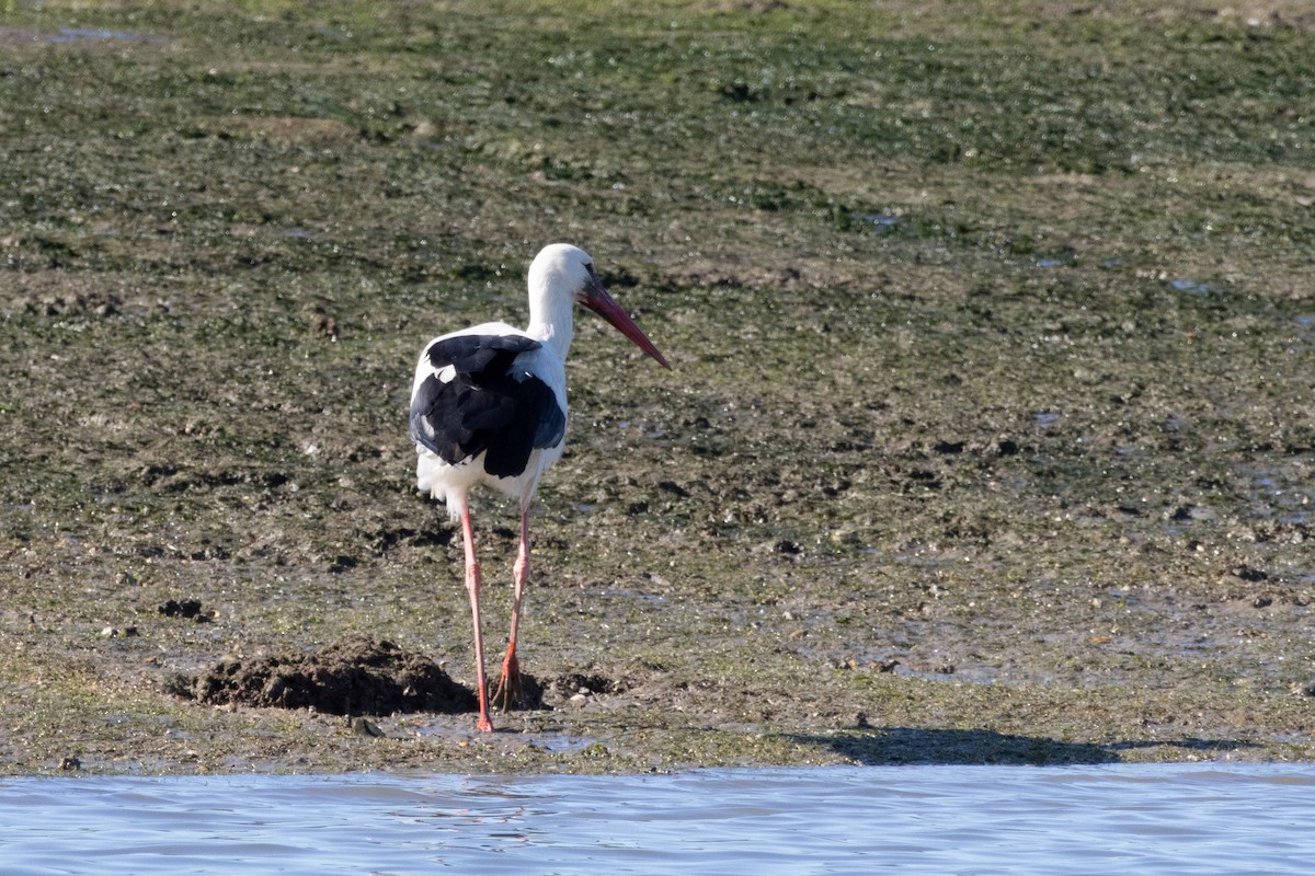 White Stork - ML630123334