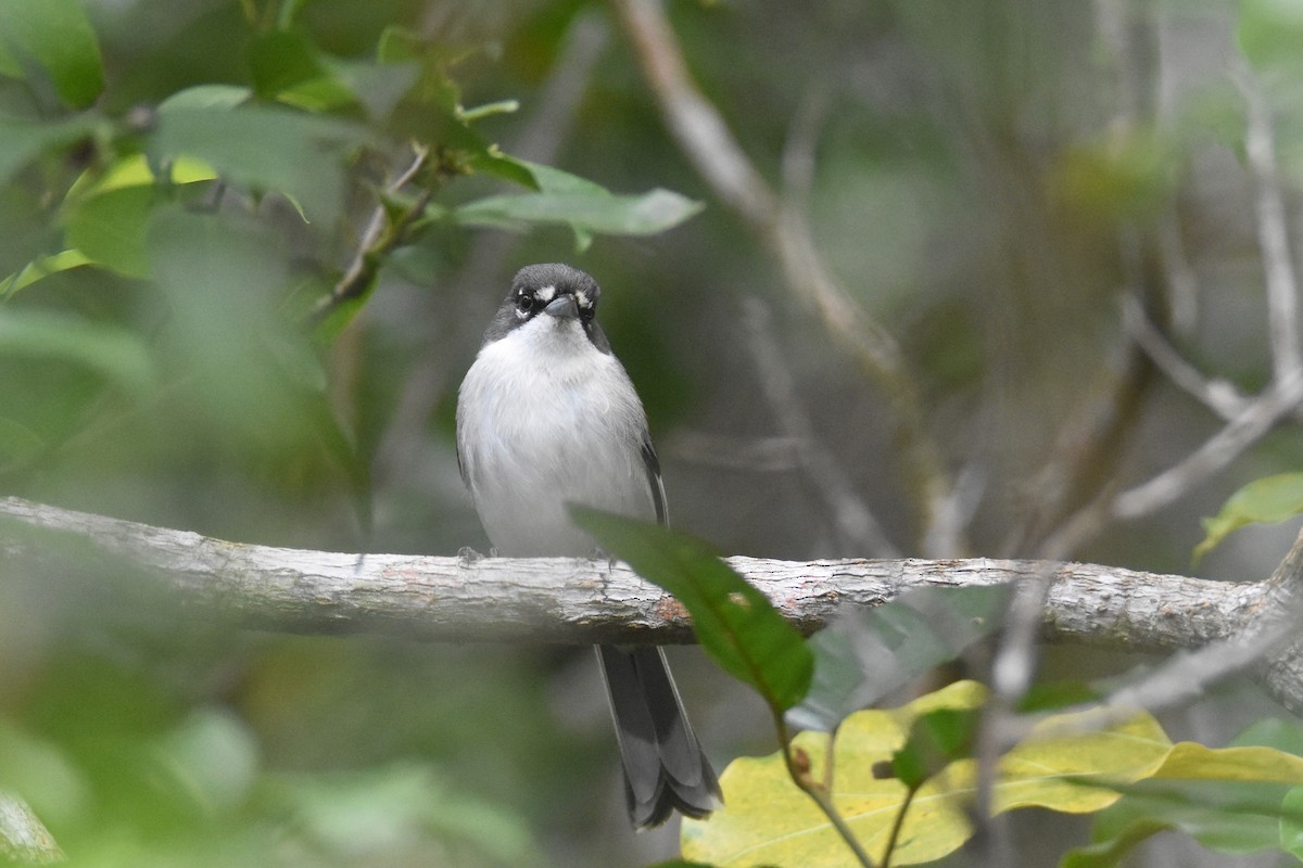 ハジロアメリカムシクイ - ML630123370