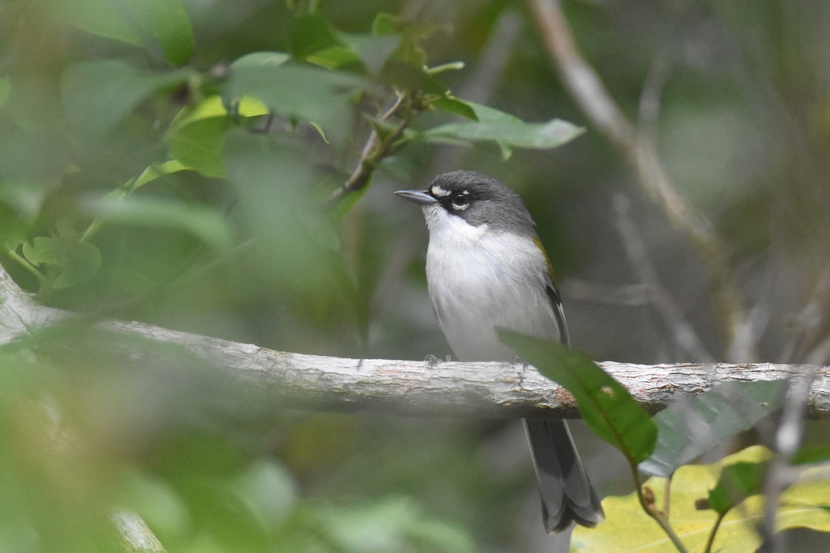 ハジロアメリカムシクイ - ML630123371