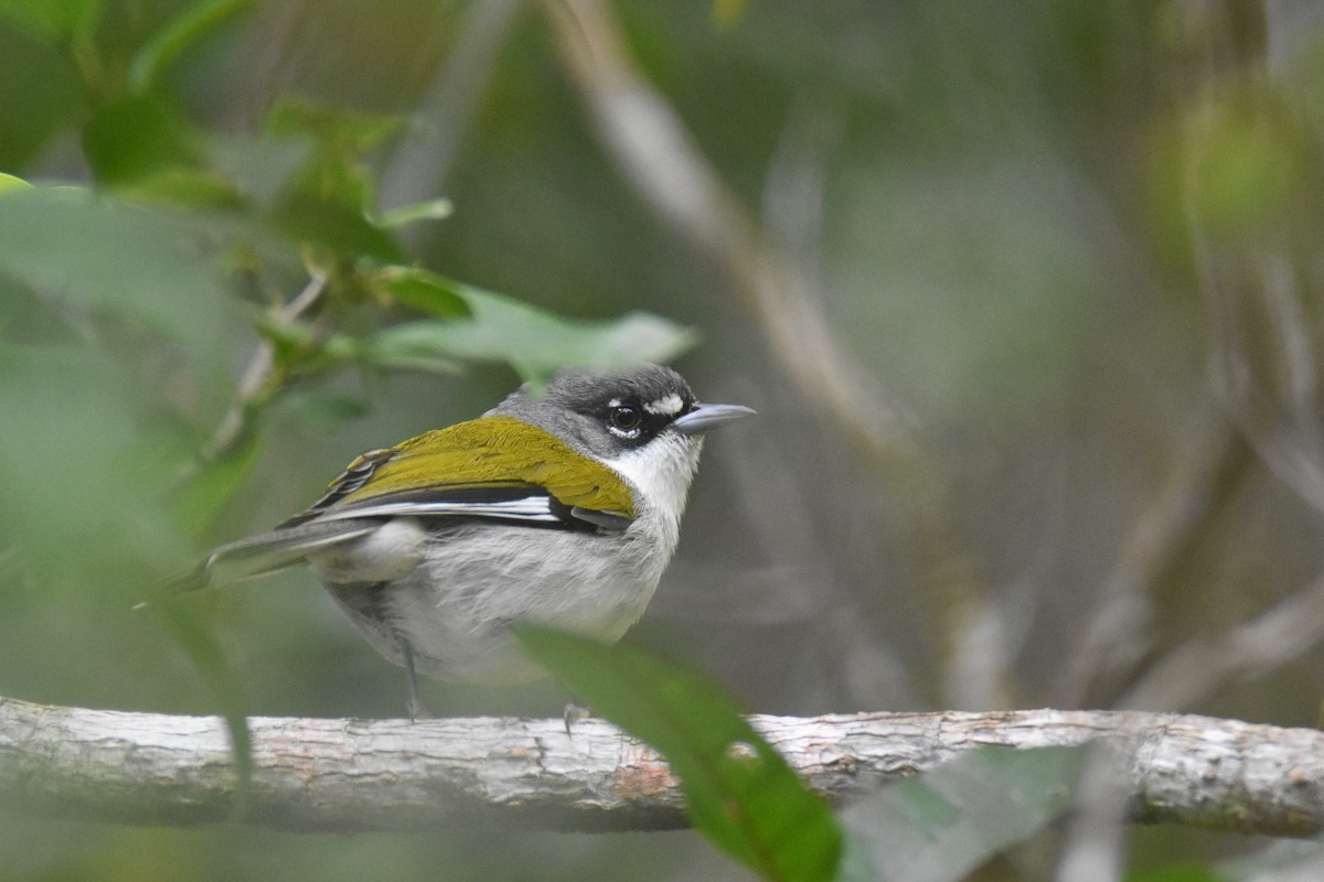 ハジロアメリカムシクイ - ML630123372