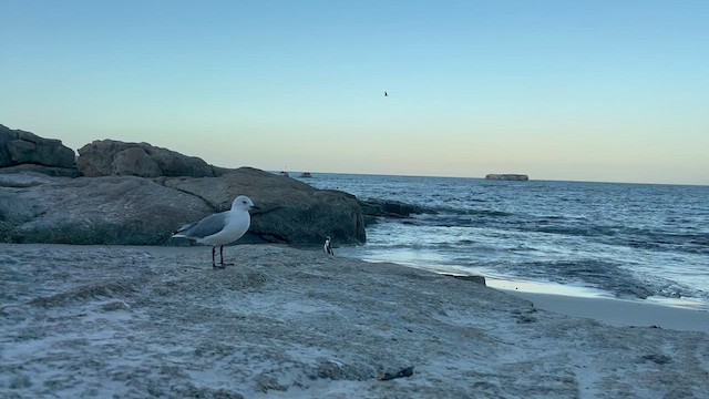 Hartlaub's Gull - ML630123393