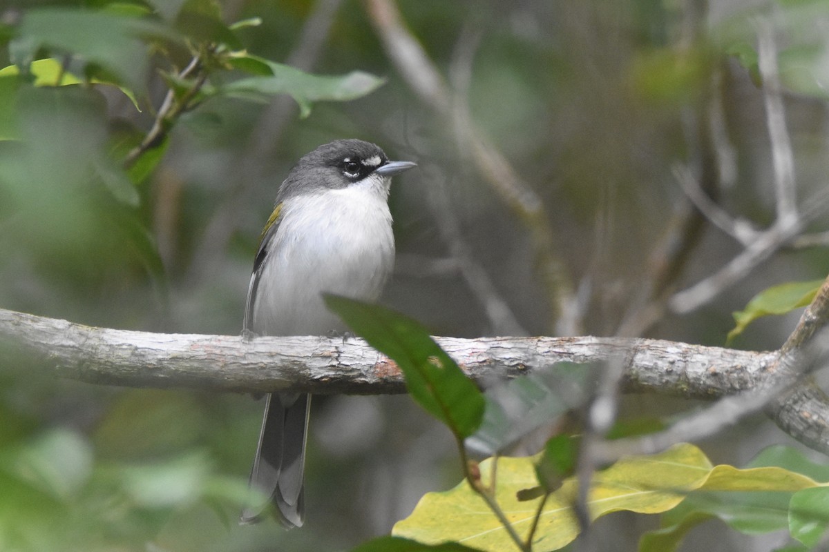 ハジロアメリカムシクイ - ML630123418