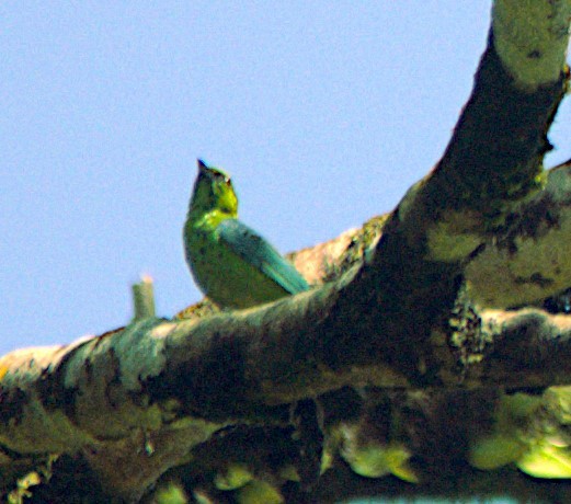 Dotted Tanager - ML630123436