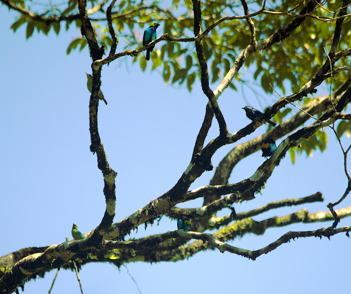 Dotted Tanager - ML630123437