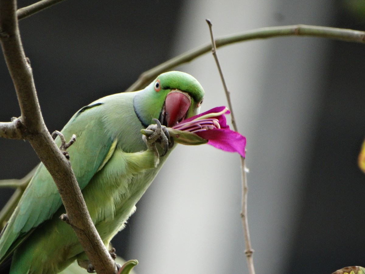 Rose-ringed Parakeet - ML630123500