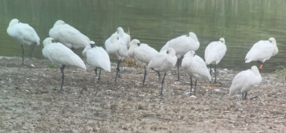 Black-faced Spoonbill - ML630123507