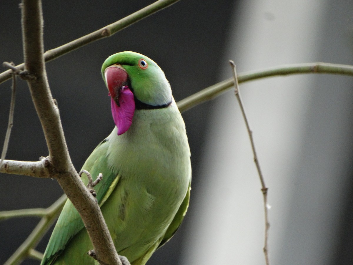 Rose-ringed Parakeet - ML630123510