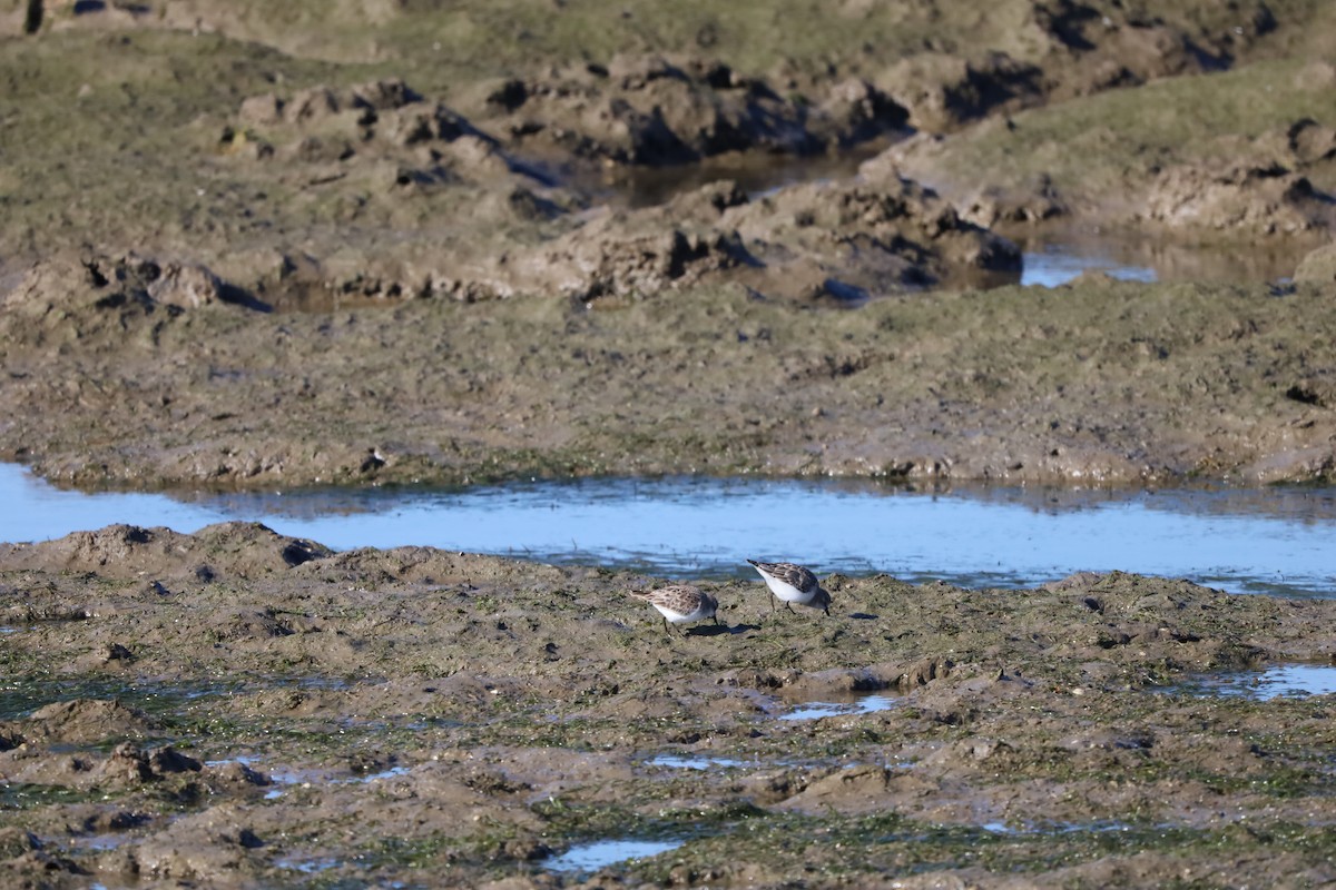 Little Stint - ML630123538