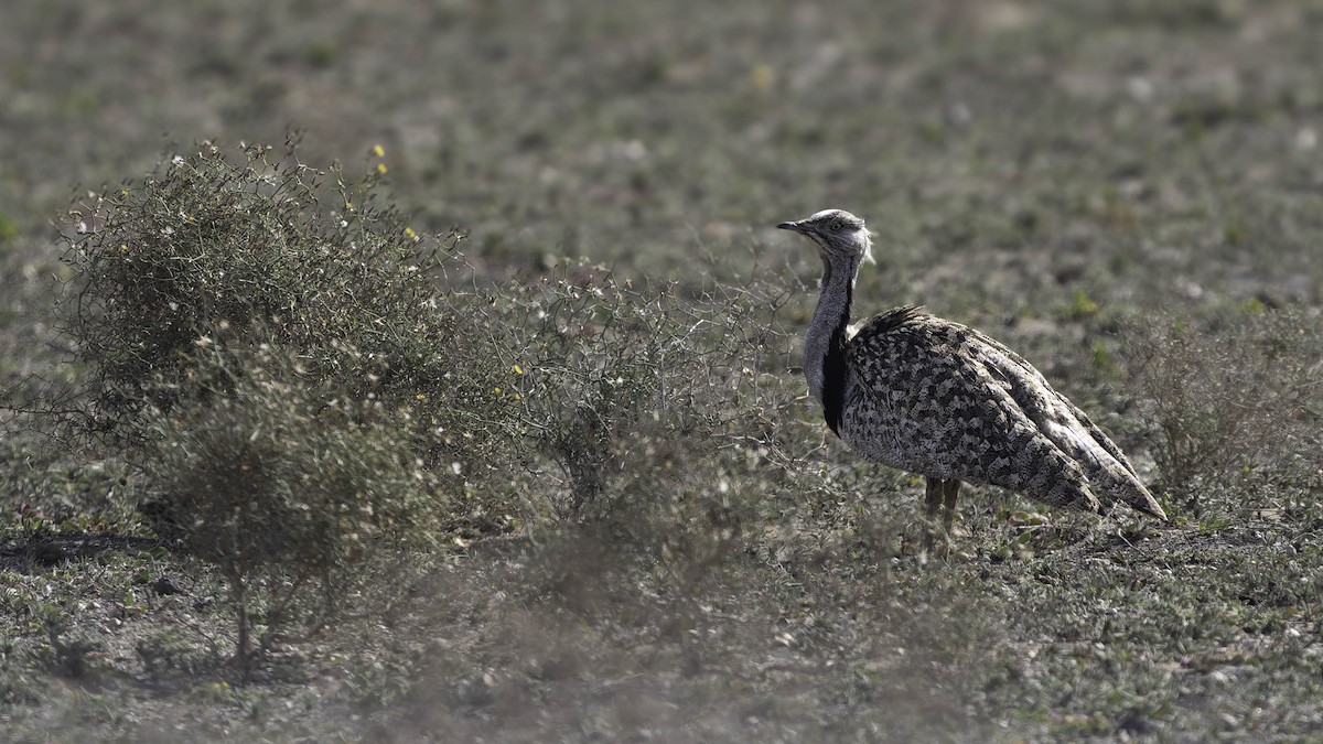 African Houbara (Canary Is.) - ML630123561