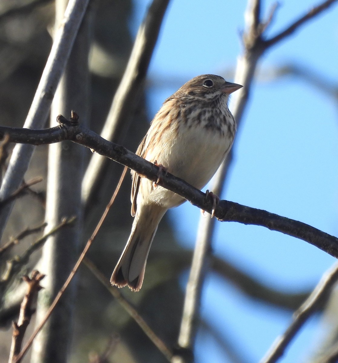 Vesper Sparrow - ML630123953