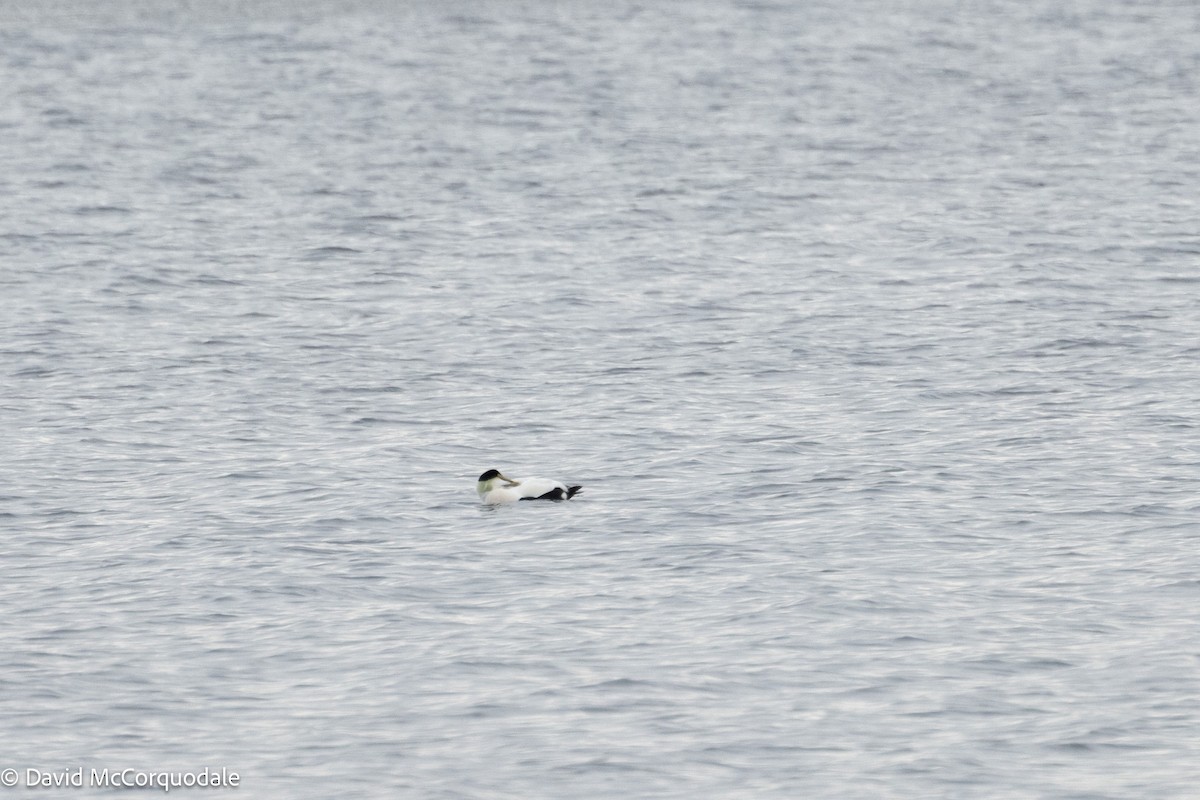 Common Eider - ML630124246