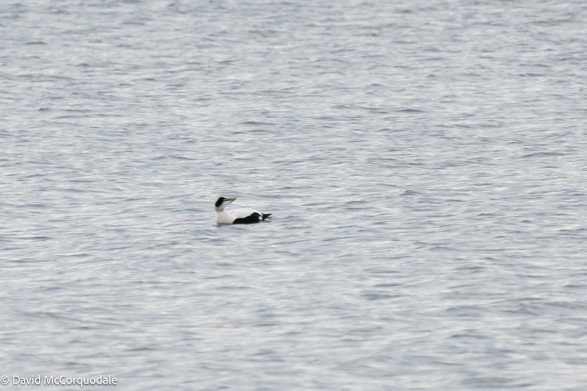 Common Eider - ML630124247