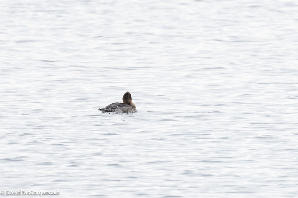 Red-breasted Merganser - ML630124249