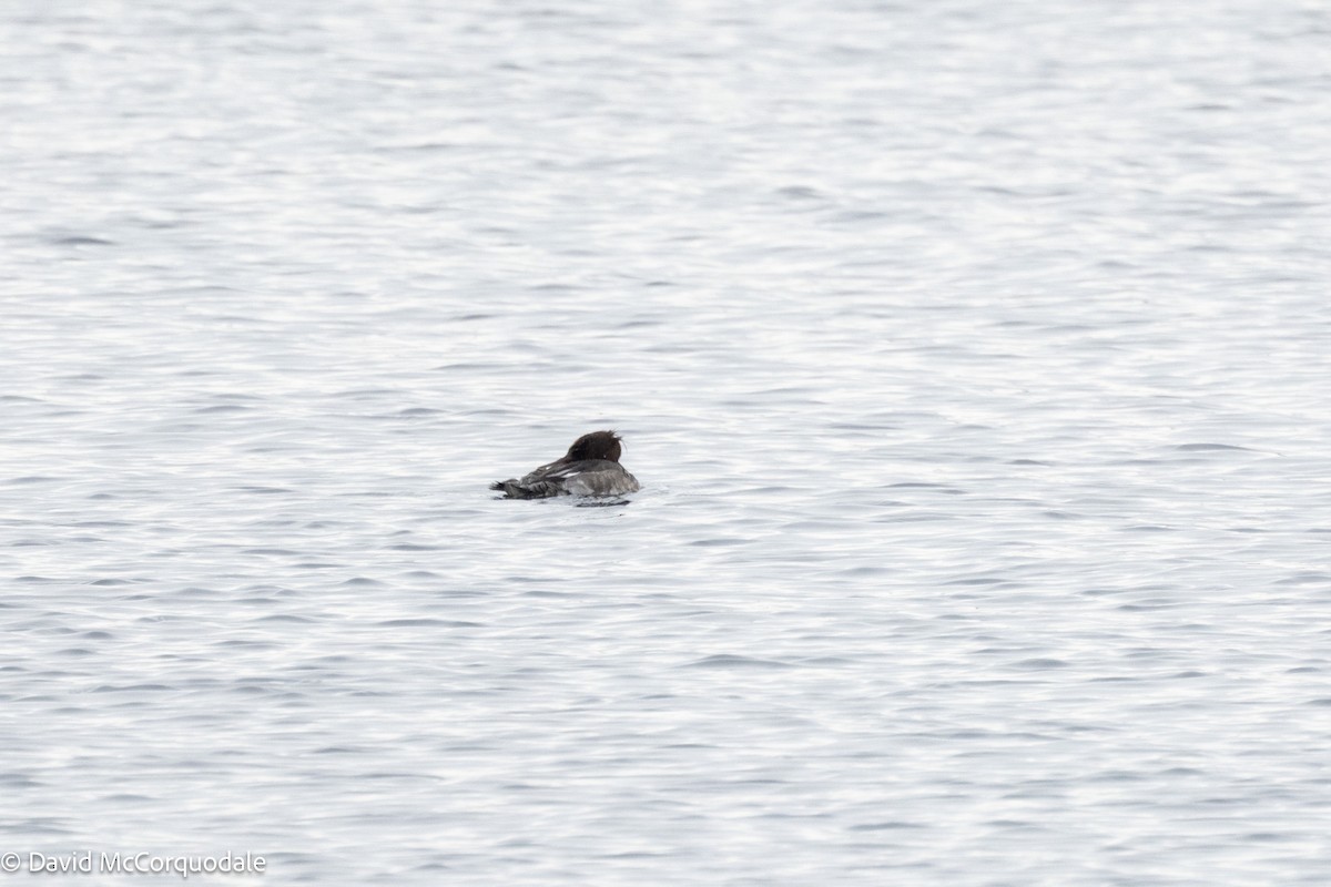 Red-breasted Merganser - ML630124250