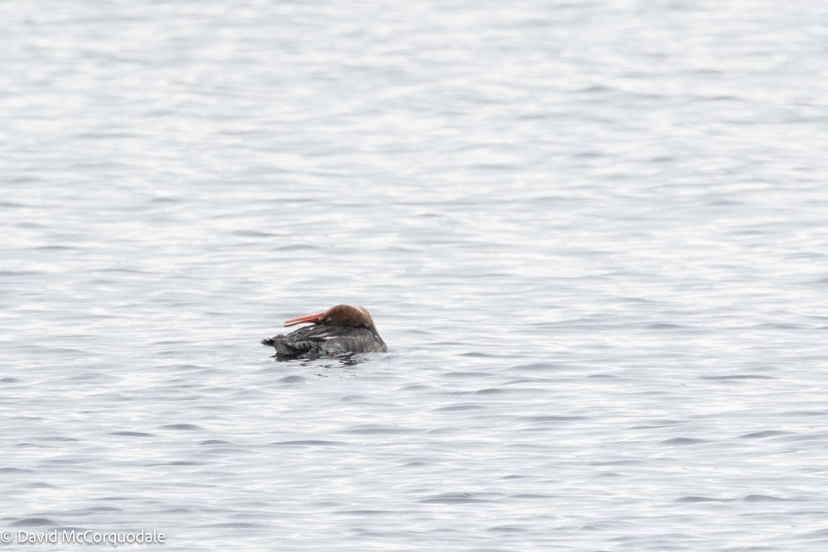 Red-breasted Merganser - ML630124251