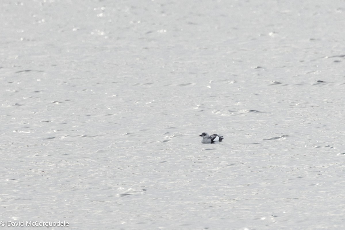 Black Guillemot - ML630124257