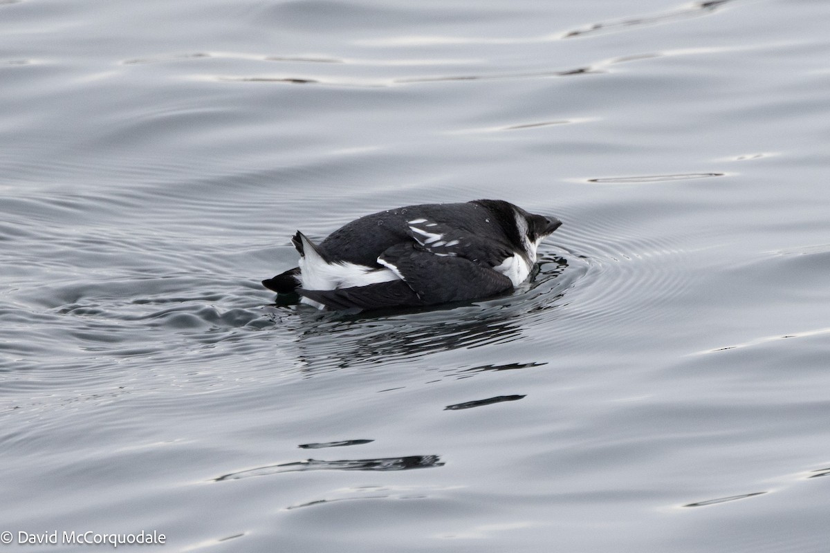 Dovekie - ML630124261
