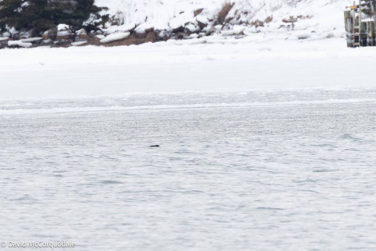 Thick-billed Murre - ML630124266