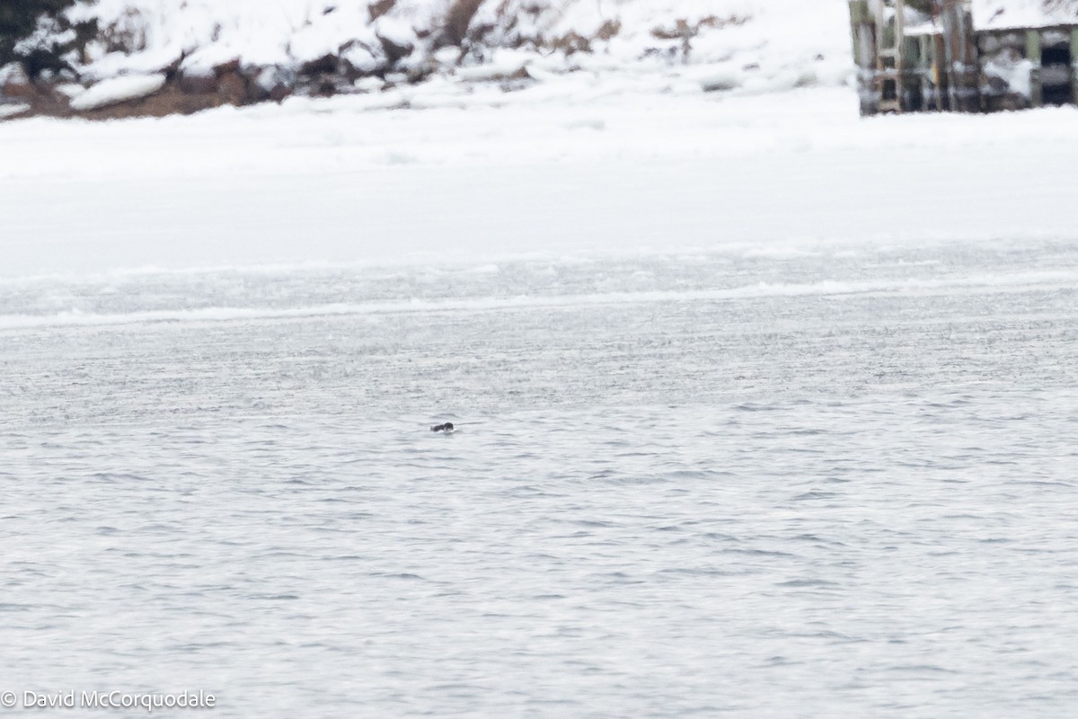 Thick-billed Murre - ML630124267