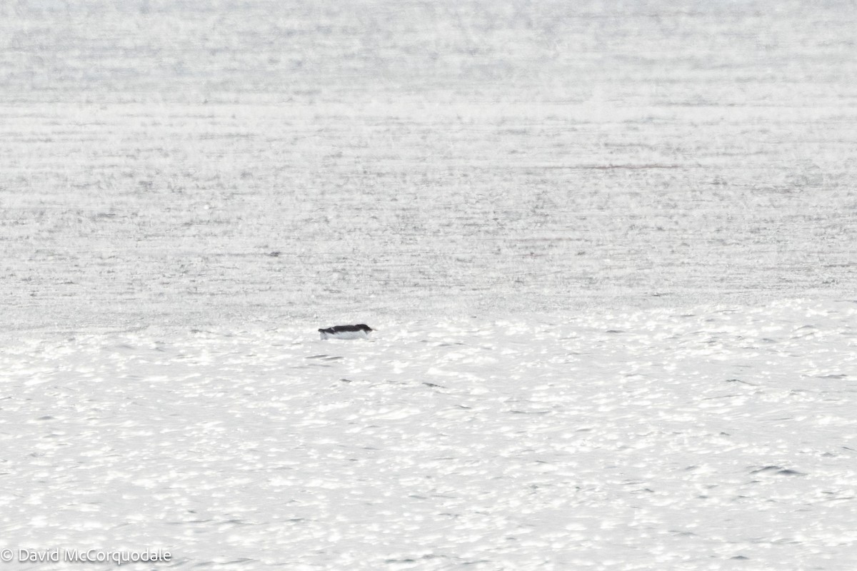 Thick-billed Murre - ML630124268
