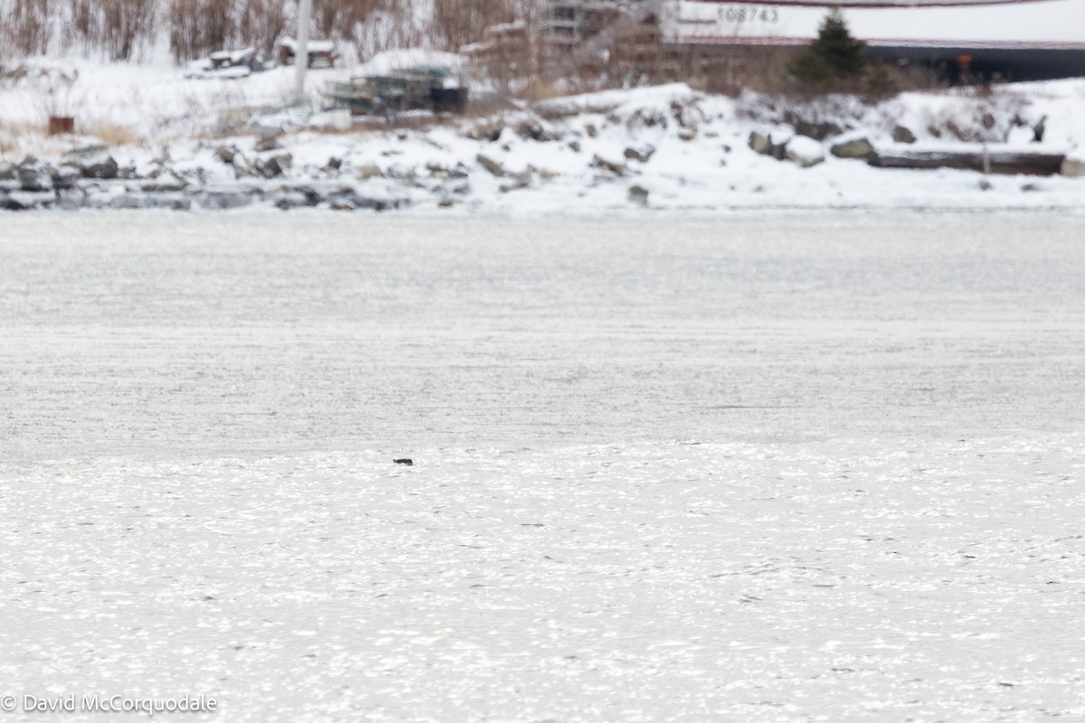 Thick-billed Murre - ML630124269