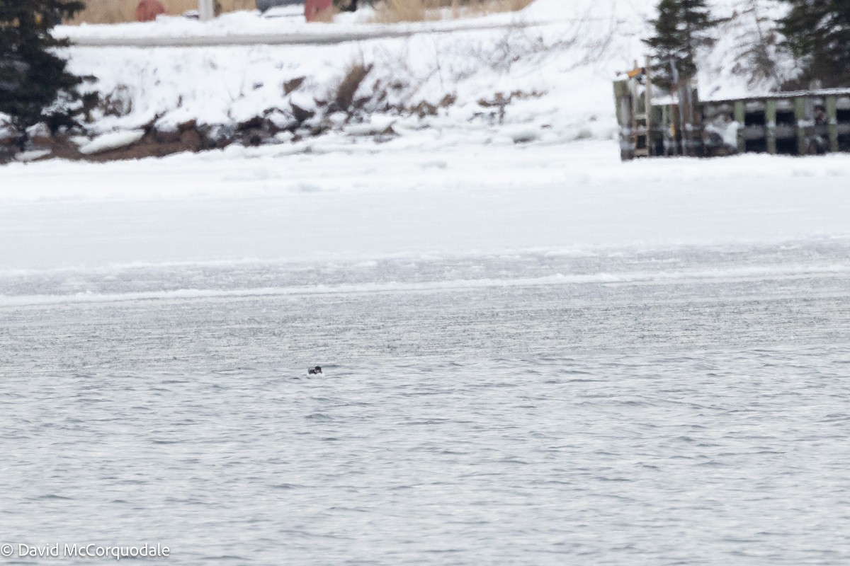 Thick-billed Murre - ML630124270