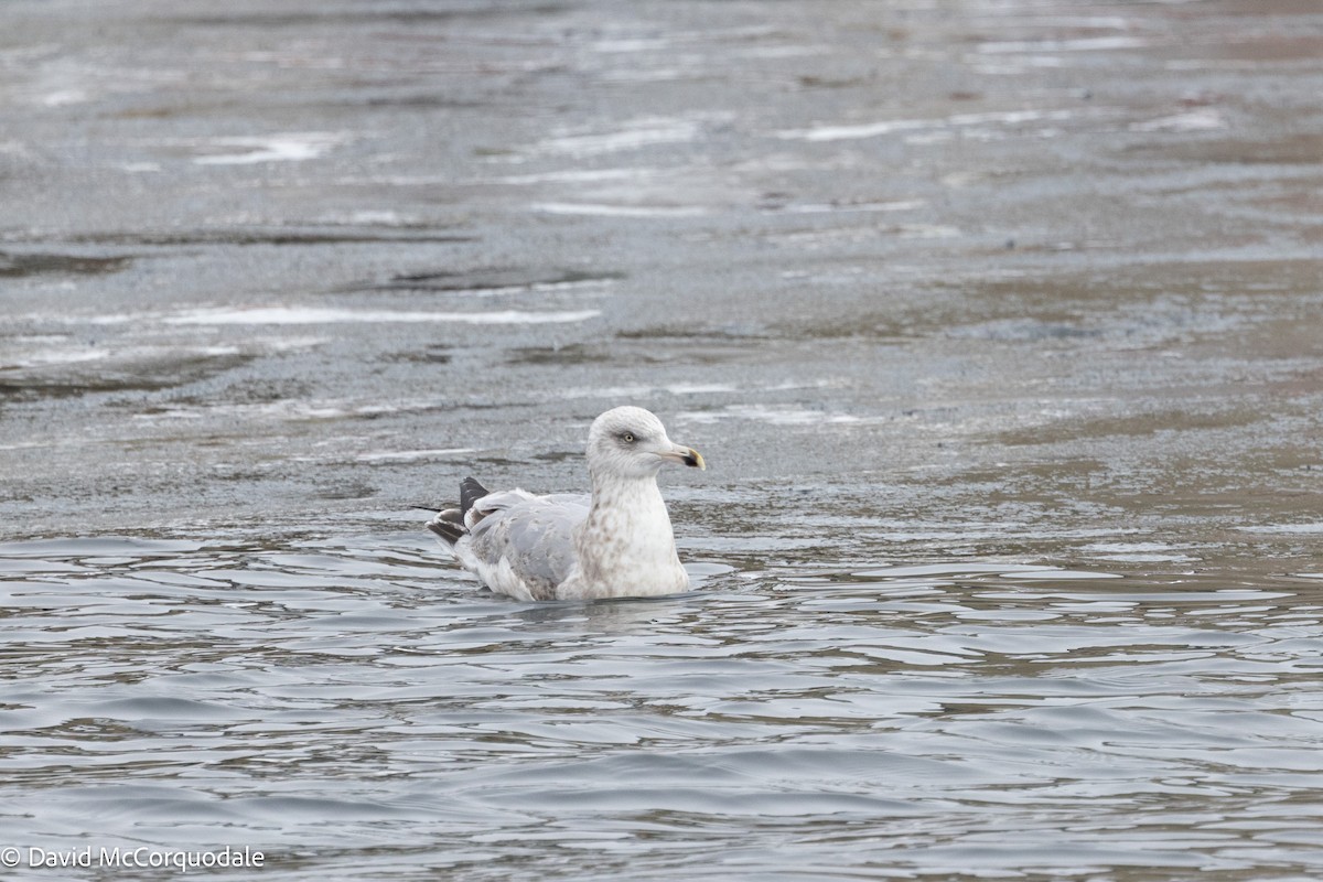 American Herring Gull - ML630124280