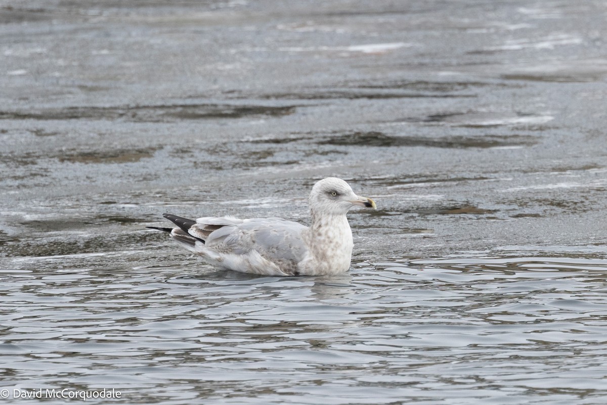 American Herring Gull - ML630124282