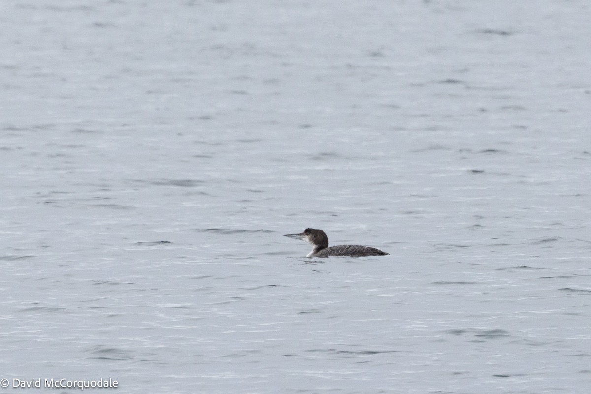 Common Loon - ML630124288
