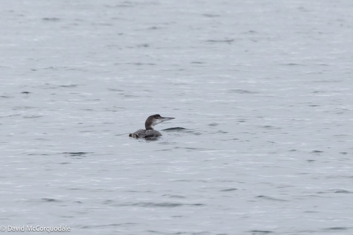 Common Loon - ML630124289
