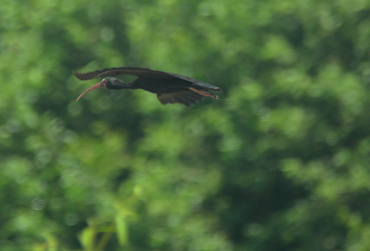 Bare-faced Ibis - ML630124445