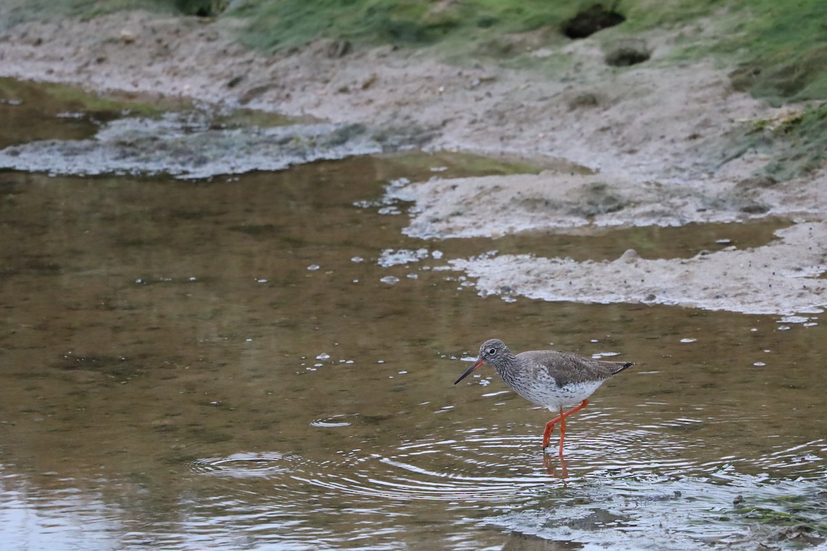 Chevalier gambette - ML630124492