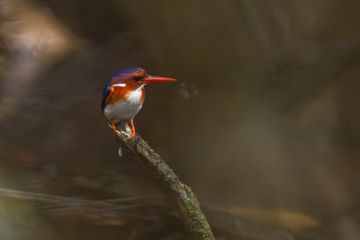 White-bellied Kingfisher - ML630124564