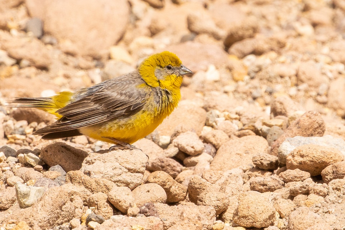 Bright-rumped Yellow-Finch - ML630124571